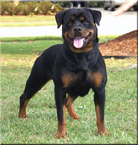 rottweilers, rottweiler puppies