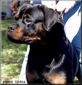 German Rottweiler Puppies, Rottweiler Puppies, Rottweiler Breeder Virginia